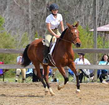 Cobblestone Crossing Equestrian Center playing tag in the arena